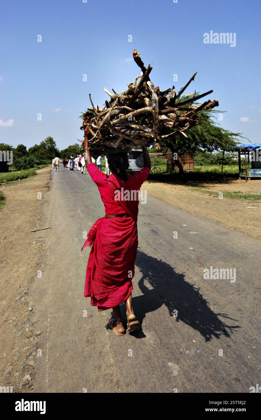 Indian rural village woman carrying dry braches of broken tree on her ...