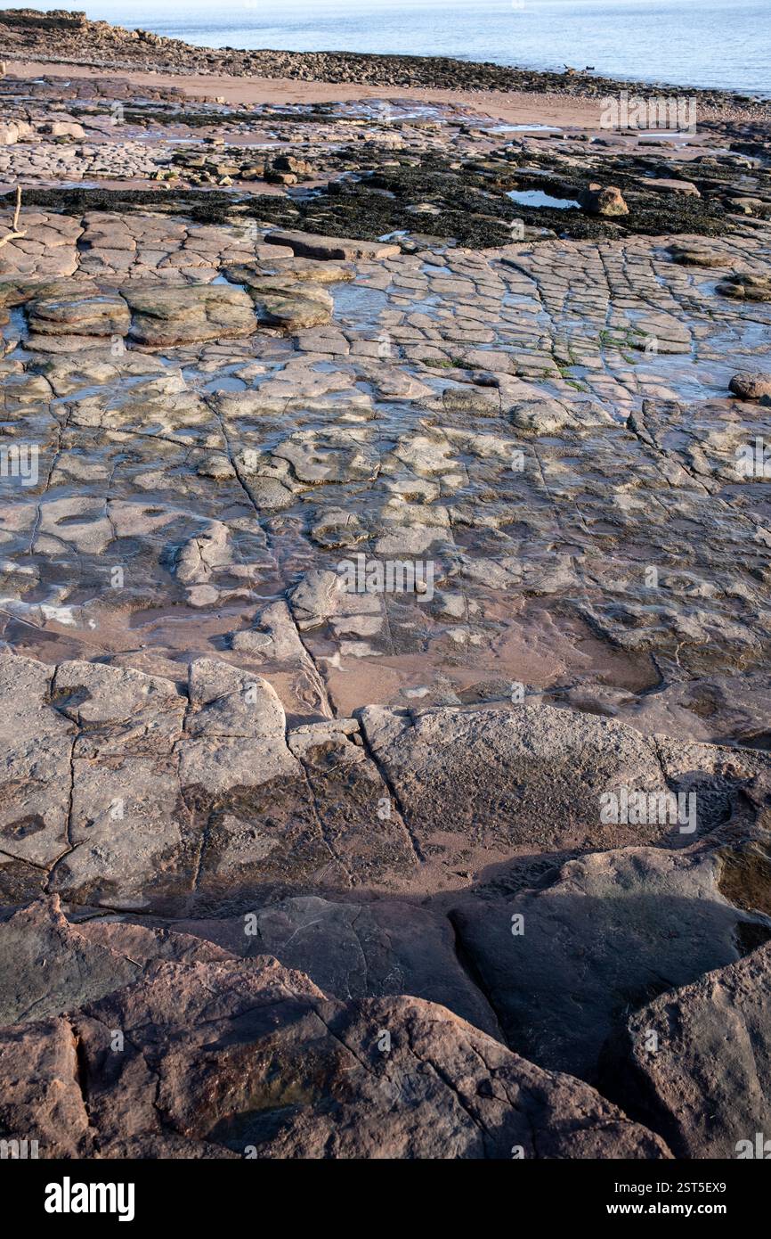 Bendricks Rocks Wales fossils hi-res stock photography and images - Alamy