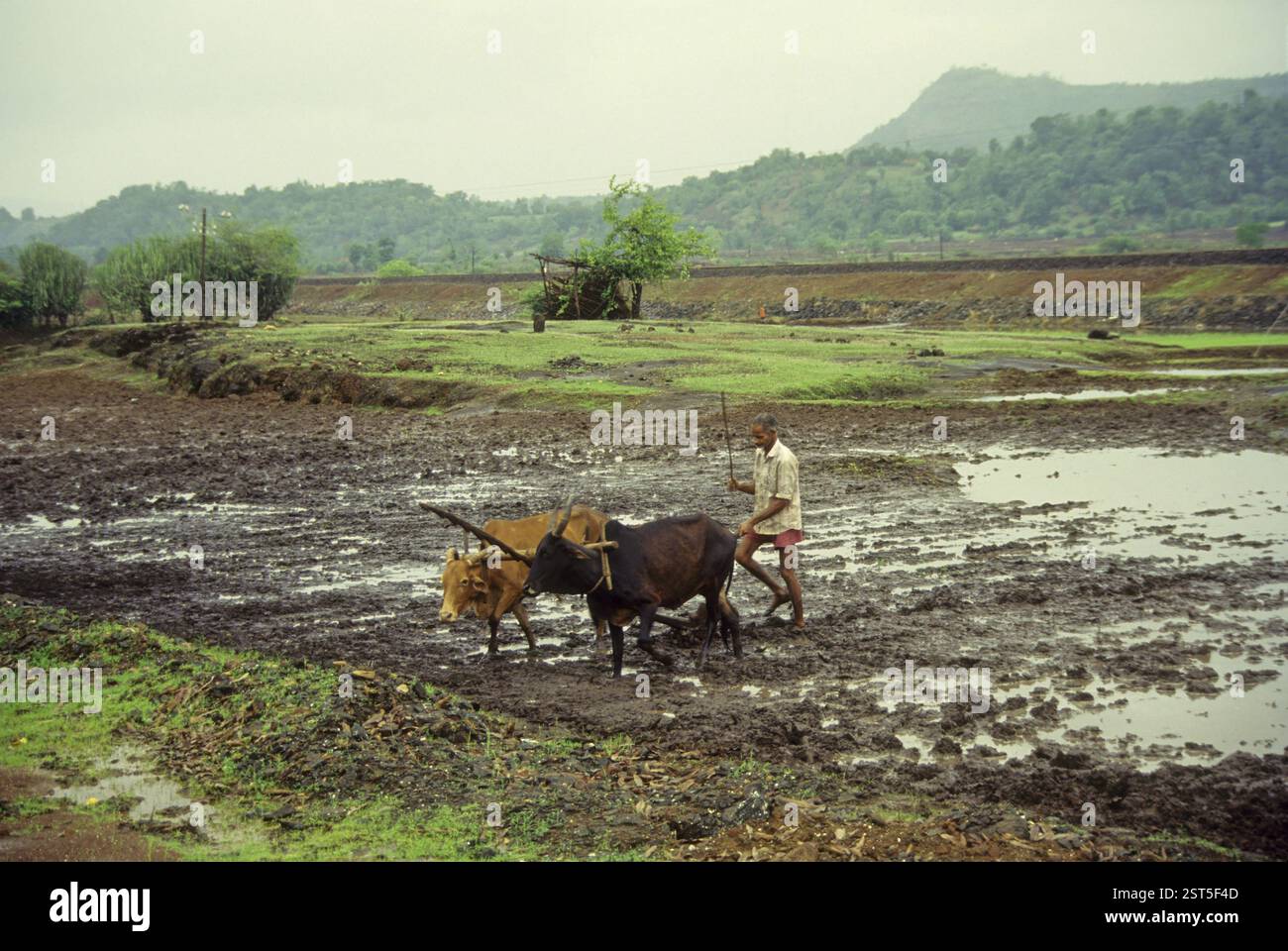 Farmer ploughing field with bullocks, india Stock Photo - Alamy