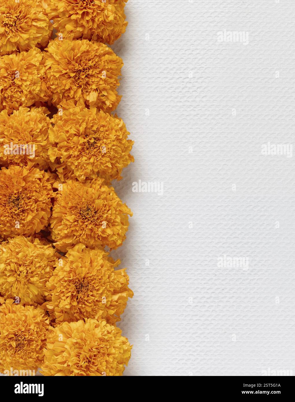 Marigold popular orange color hi-res stock photography and images - Alamy