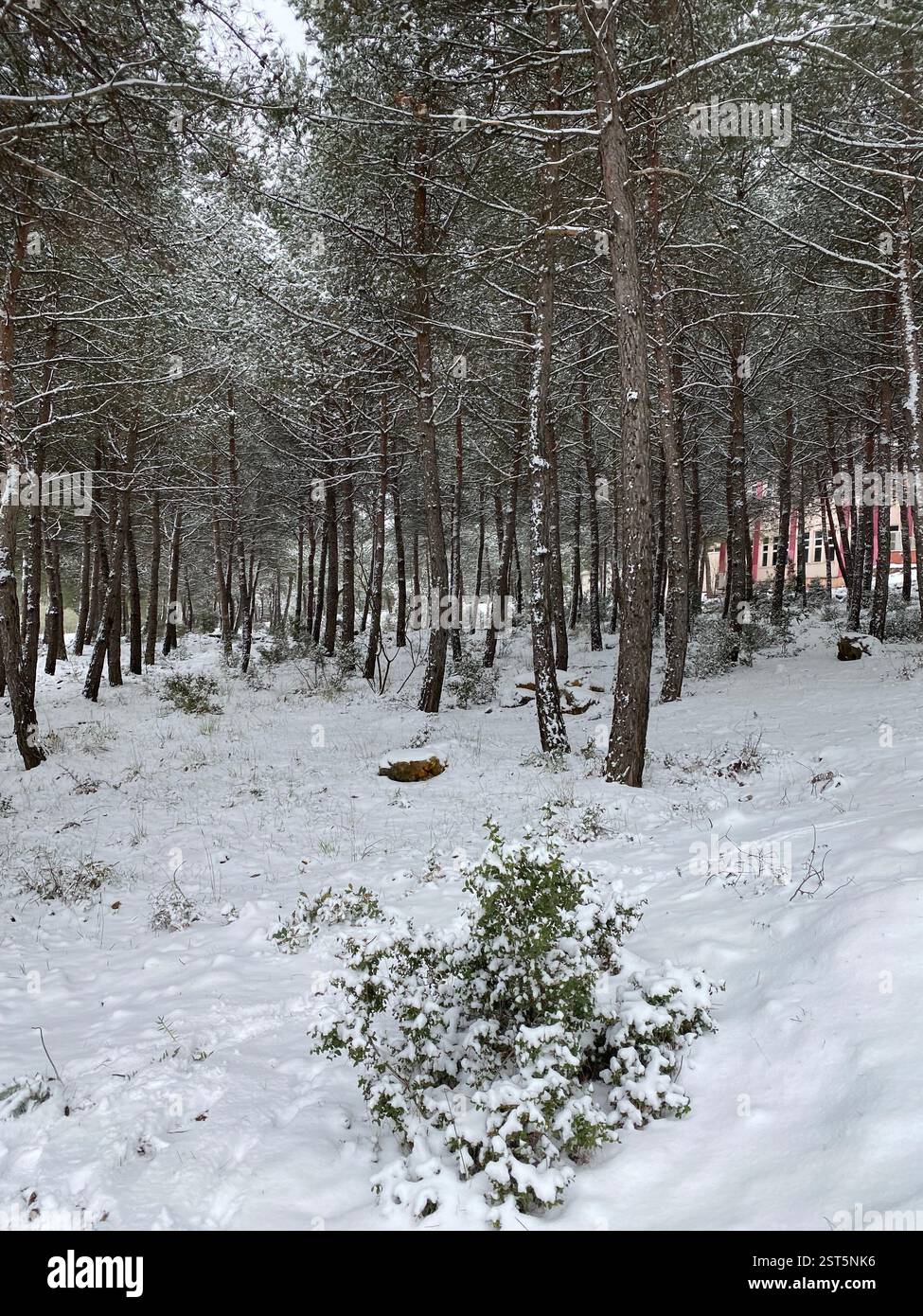 Scenic snowy view in a forest landscape - Smartphone Captured Stock Image