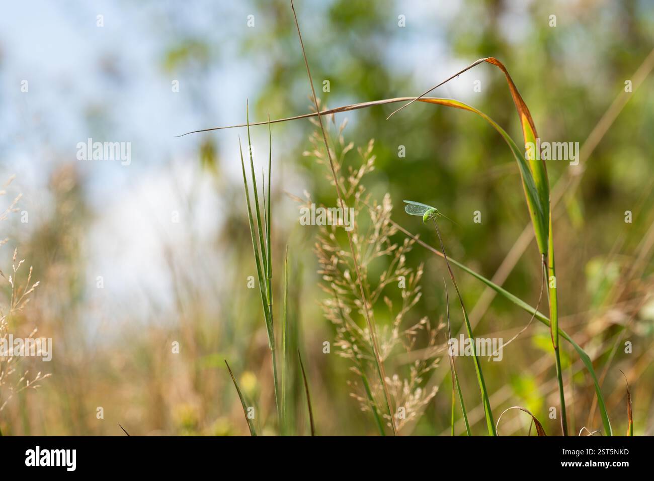 Portrait of a lacewing (Chrysopa perla) in a meadow Stock Photo