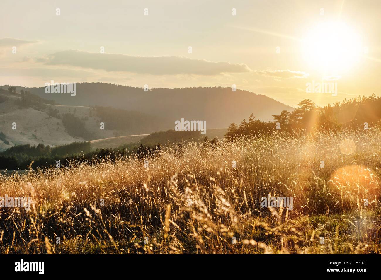 Sunsette Sun Golden sunset on the mountain, sun rays through the tall dry grass ...