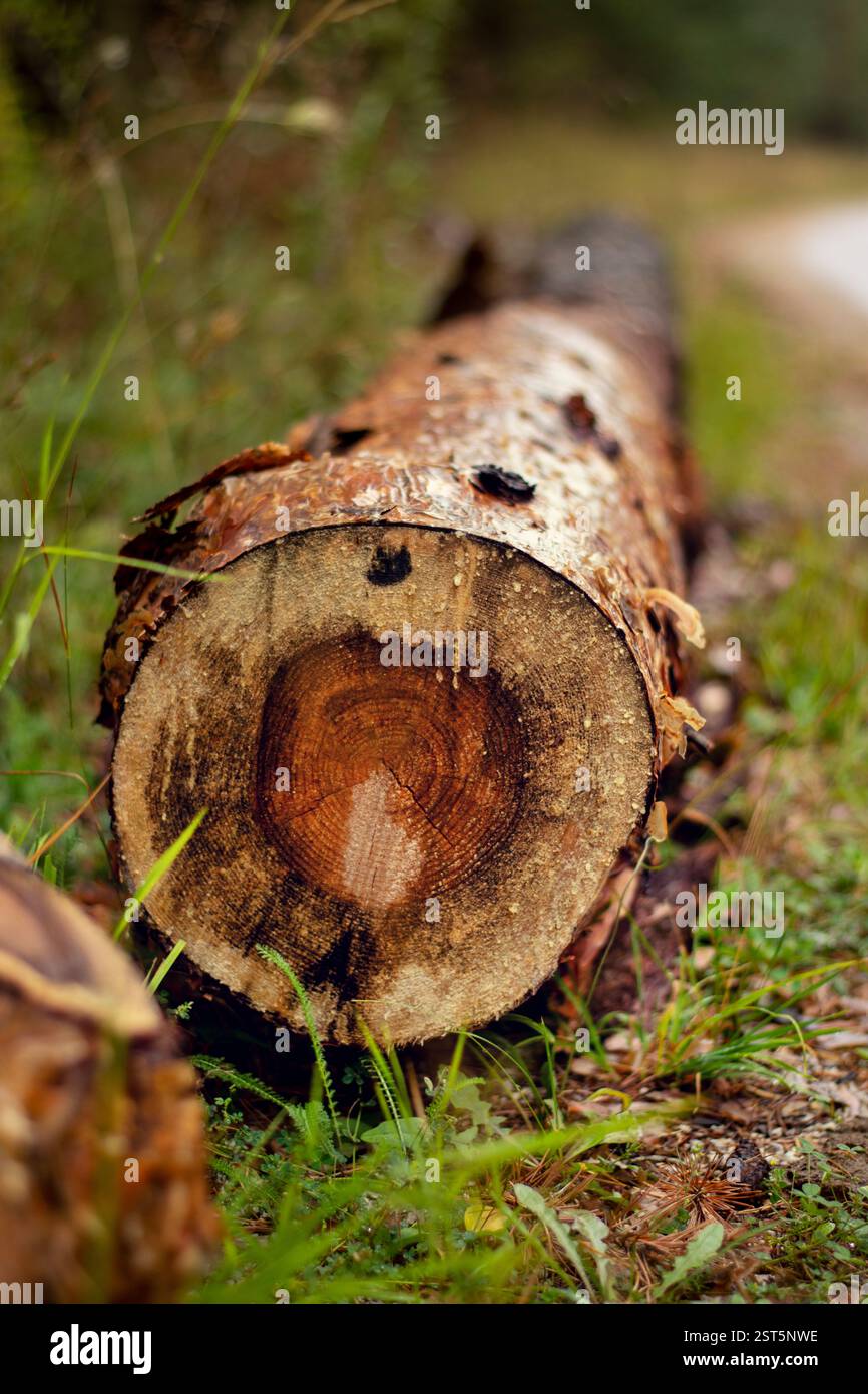 Old pine tree trunk cut in the forest Stock Photo