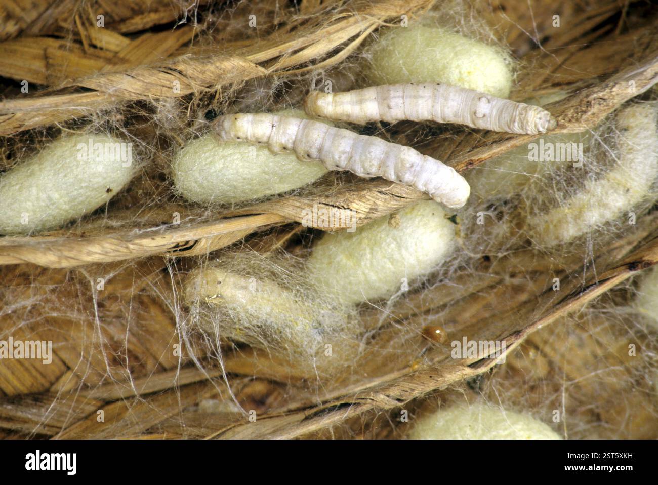 Insects, Silk moth larvae Stock Photo