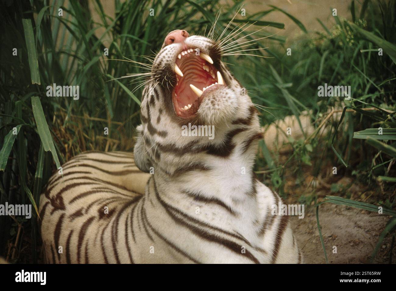 Roaring Sound Expression White Tiger Roaring Sound