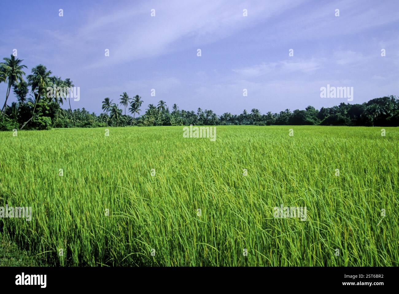Rice field, vengurla, maharashtra, india Stock Photo - Alamy