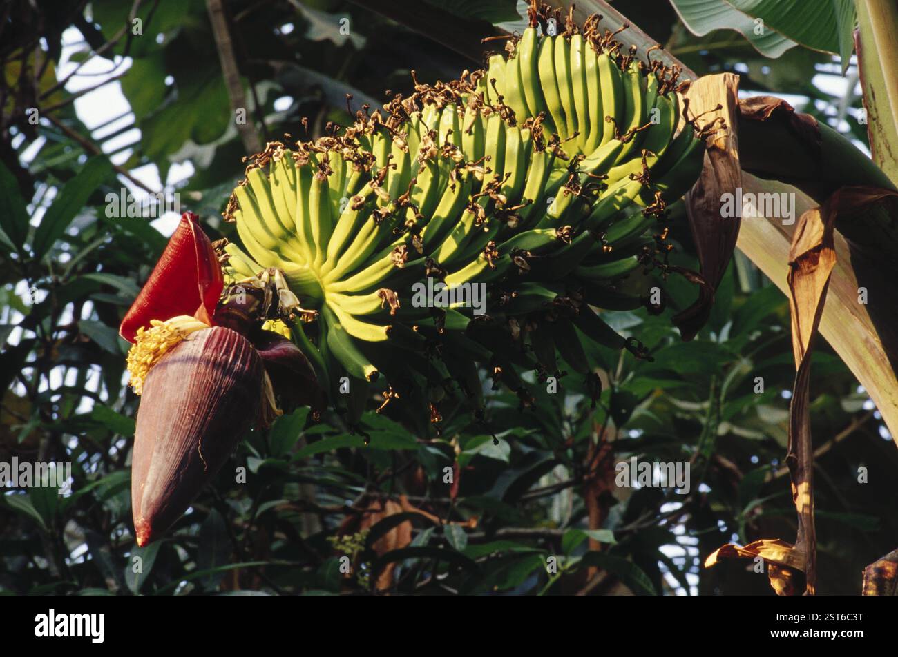 Fruits, plantain fruit, tender bunch musa bananas, india Stock Photo ...