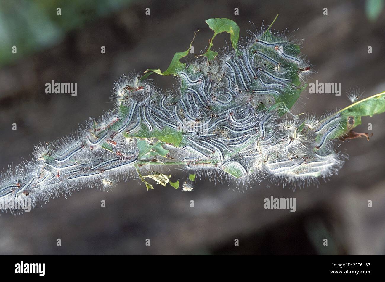 Caterpillars of maharashtra hi-res stock photography and images - Alamy