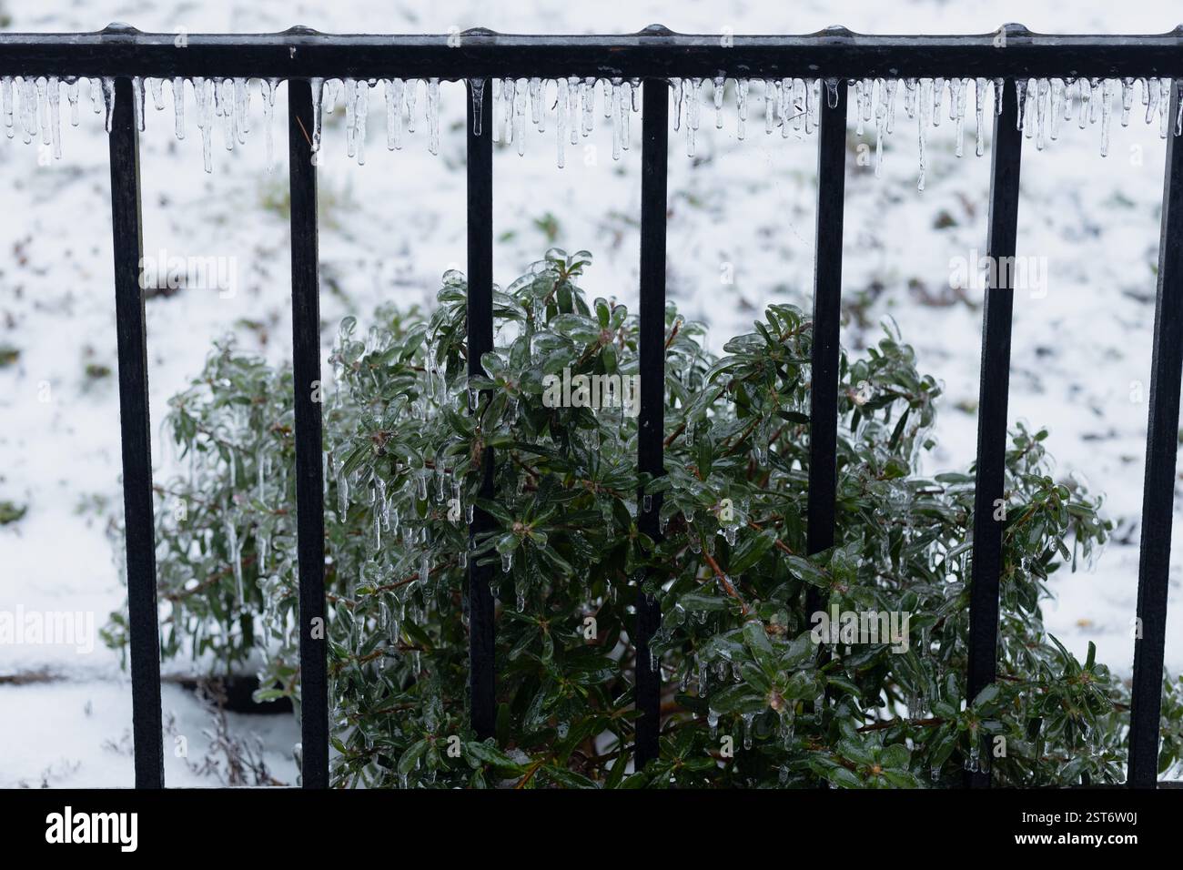 Ice covering and dripping off of a fence and bush in a garden during an ...