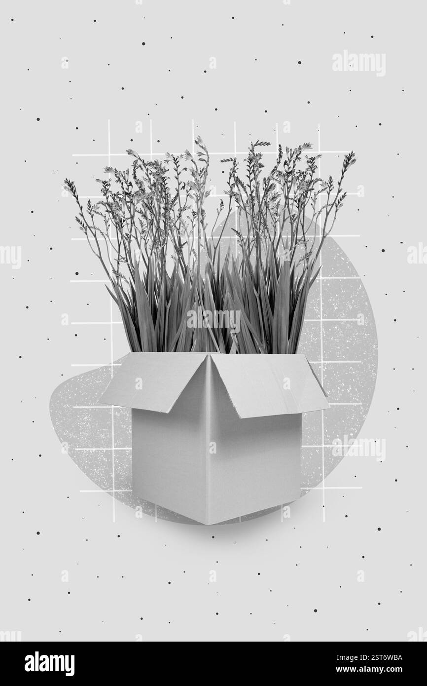 Flower box cardboard Black and White Stock Photos & Images - Alamy