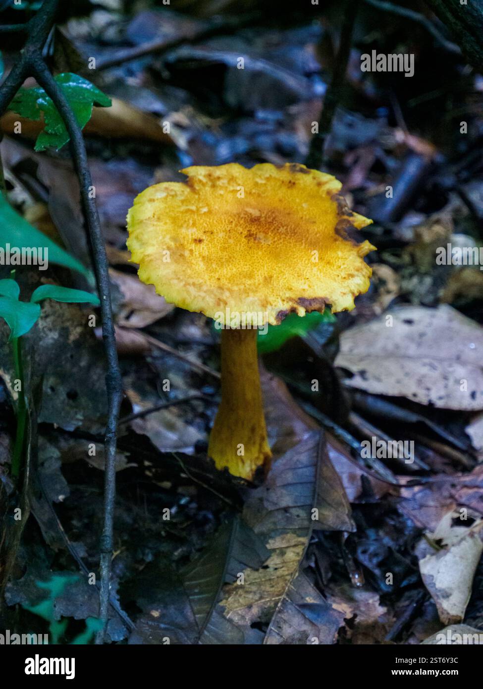 Selva tropical flora fauna hi-res stock photography and images - Alamy