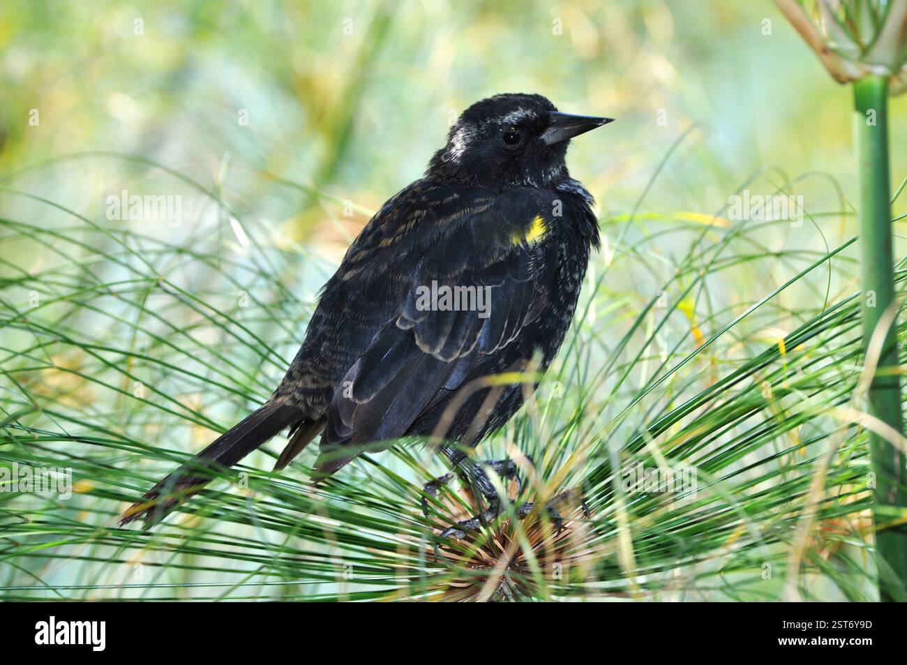 Trile bird perched on papyrus plant Stock Photo - Alamy