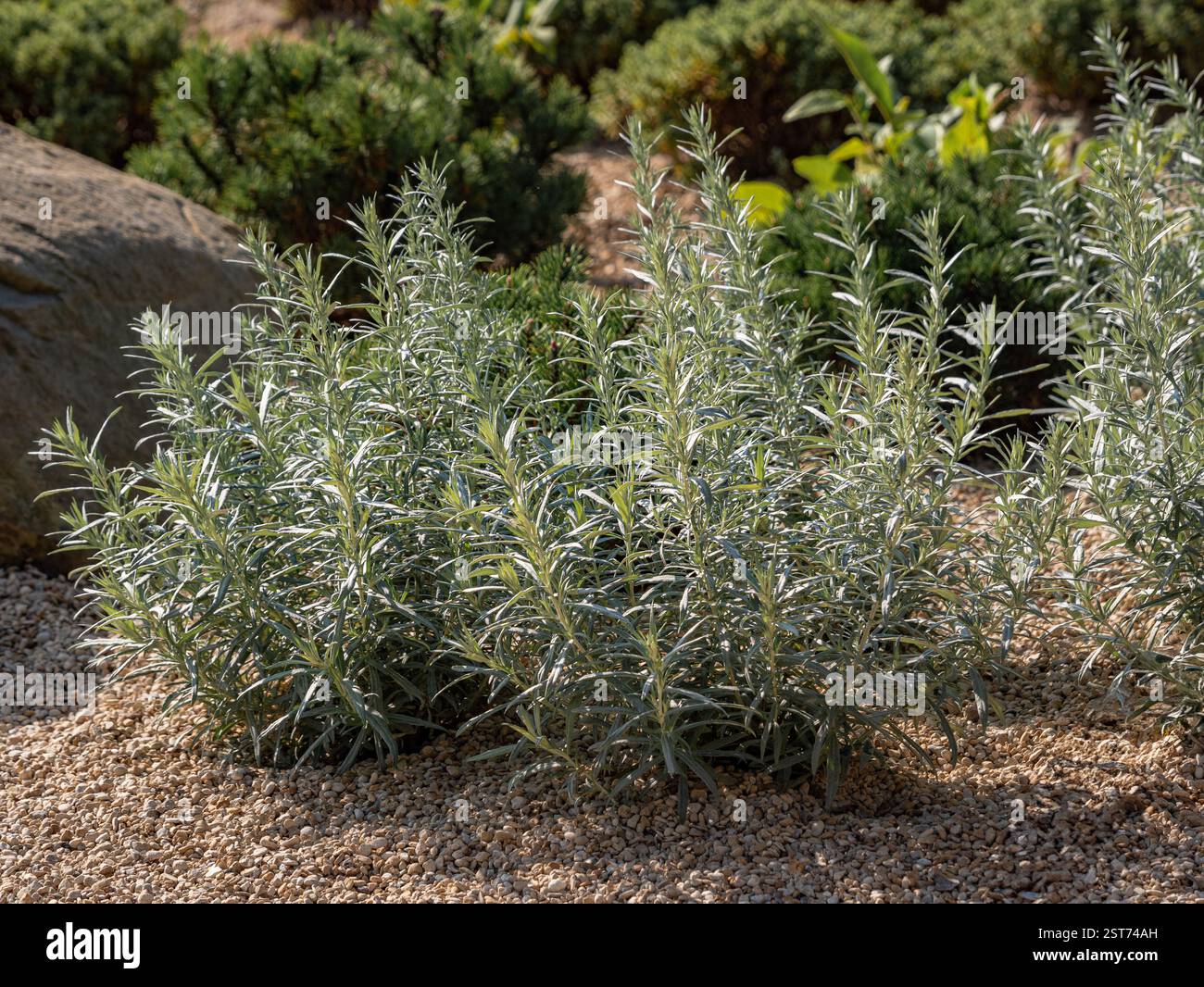 Drought-tolerant Helichrysum italicum, known as the curry plant, growing in a gravel garden. Stock Photo