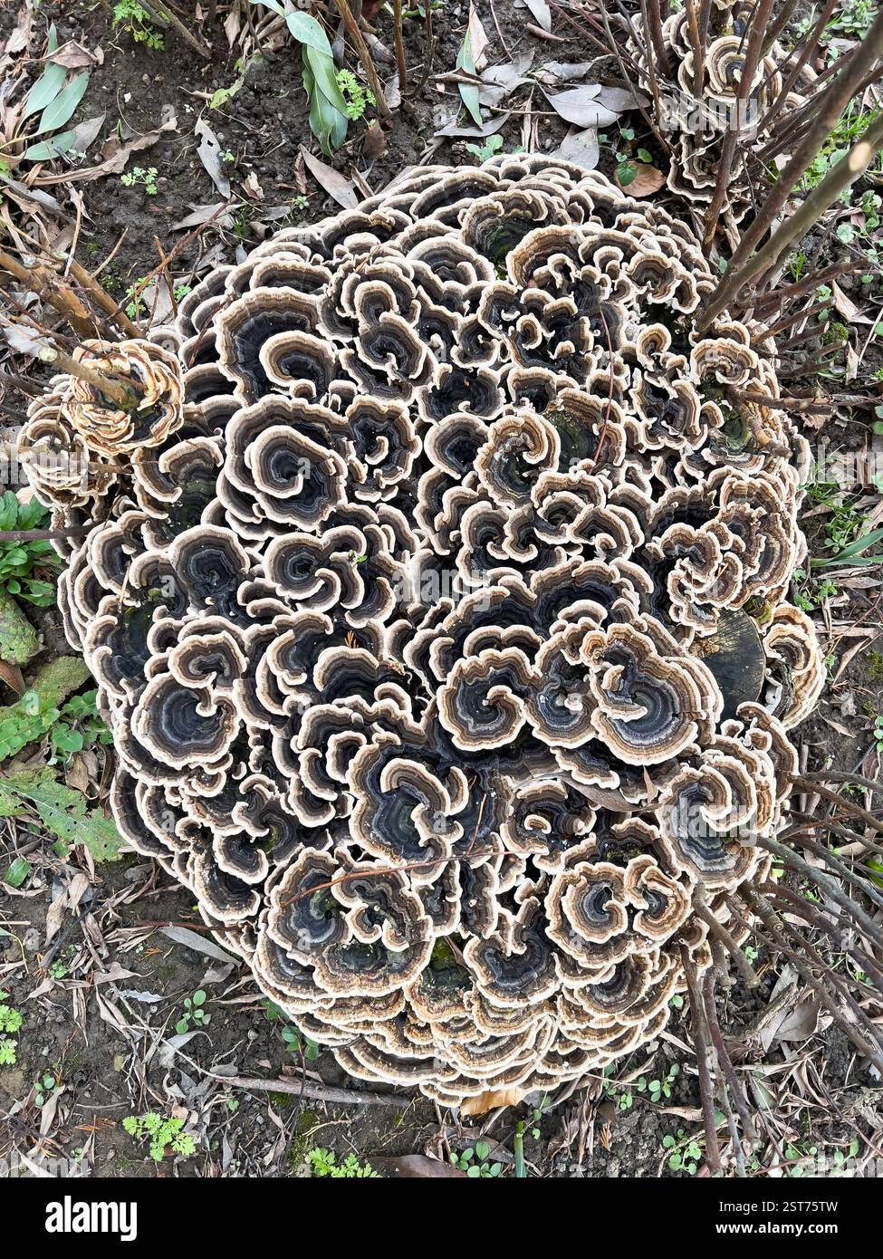 Turkey Tail, Trametes versicolor , fungus mushroom. Clinical uses as anti cancer drug. - Smartphone Captured Stock Image
