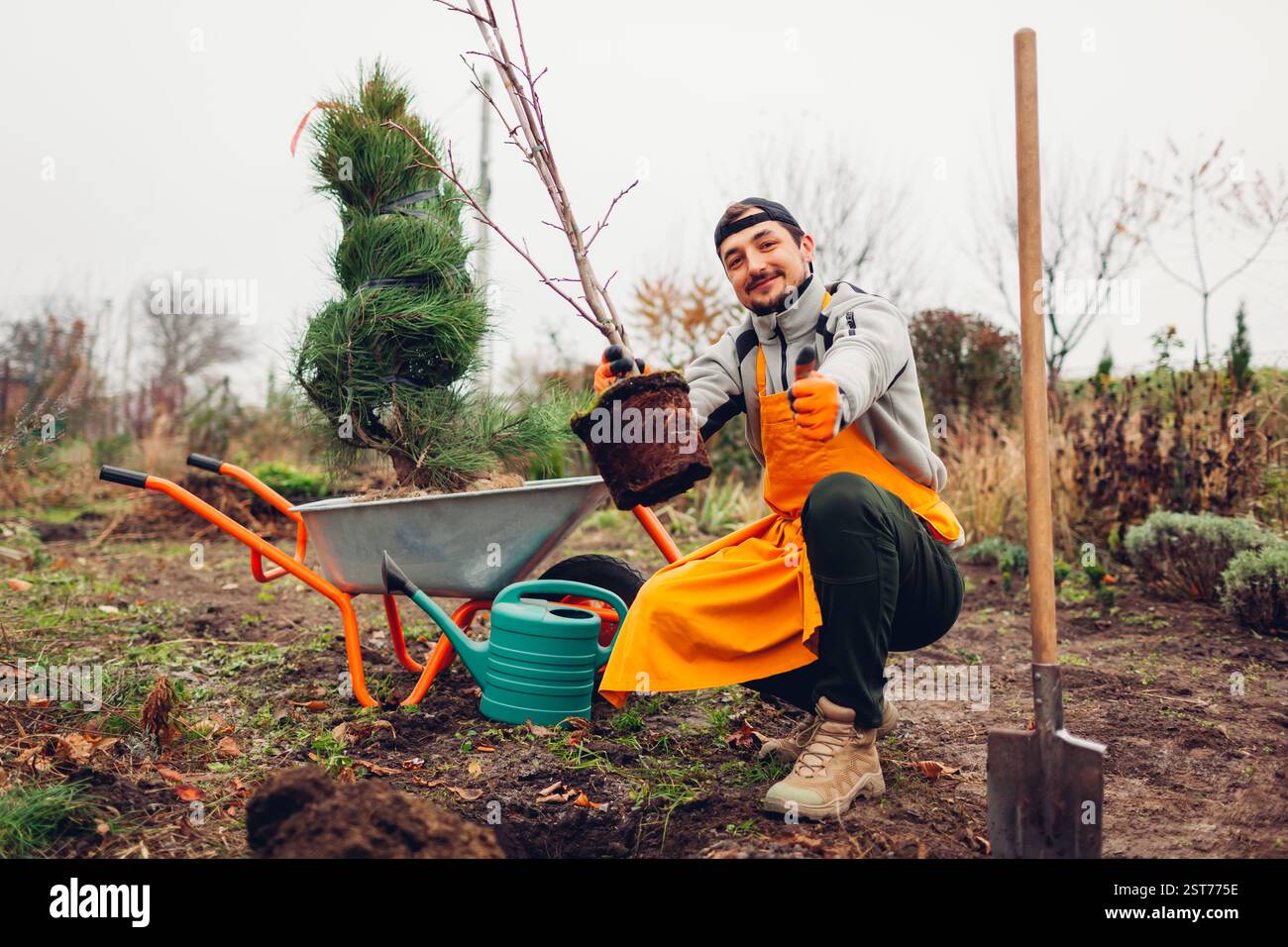 Young gardener planting trees in spring garden with pine tree on ...
