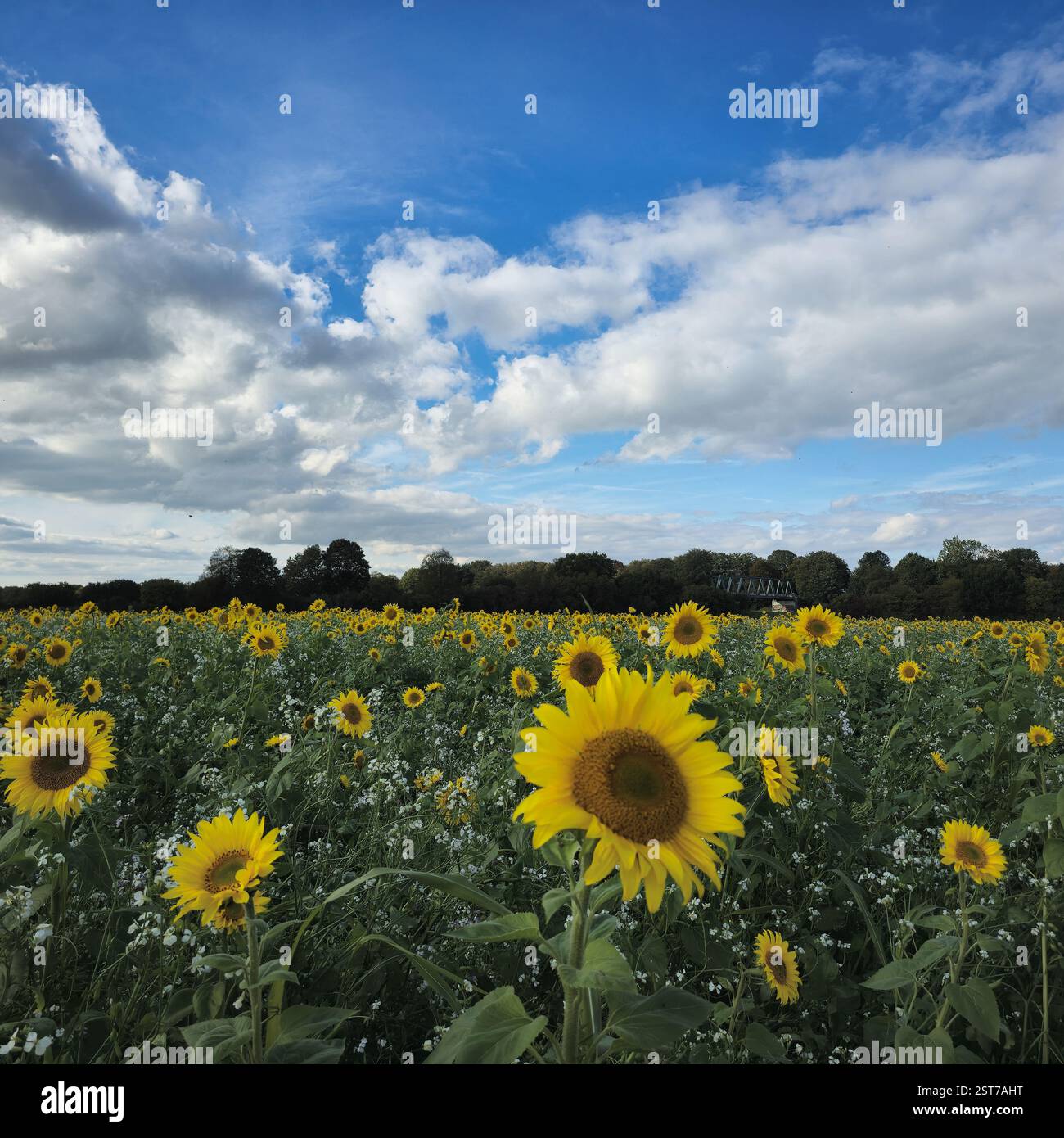 Vibrant and Beautiful Sunflower Field Under a Perfectly Blue Summer Sky ...