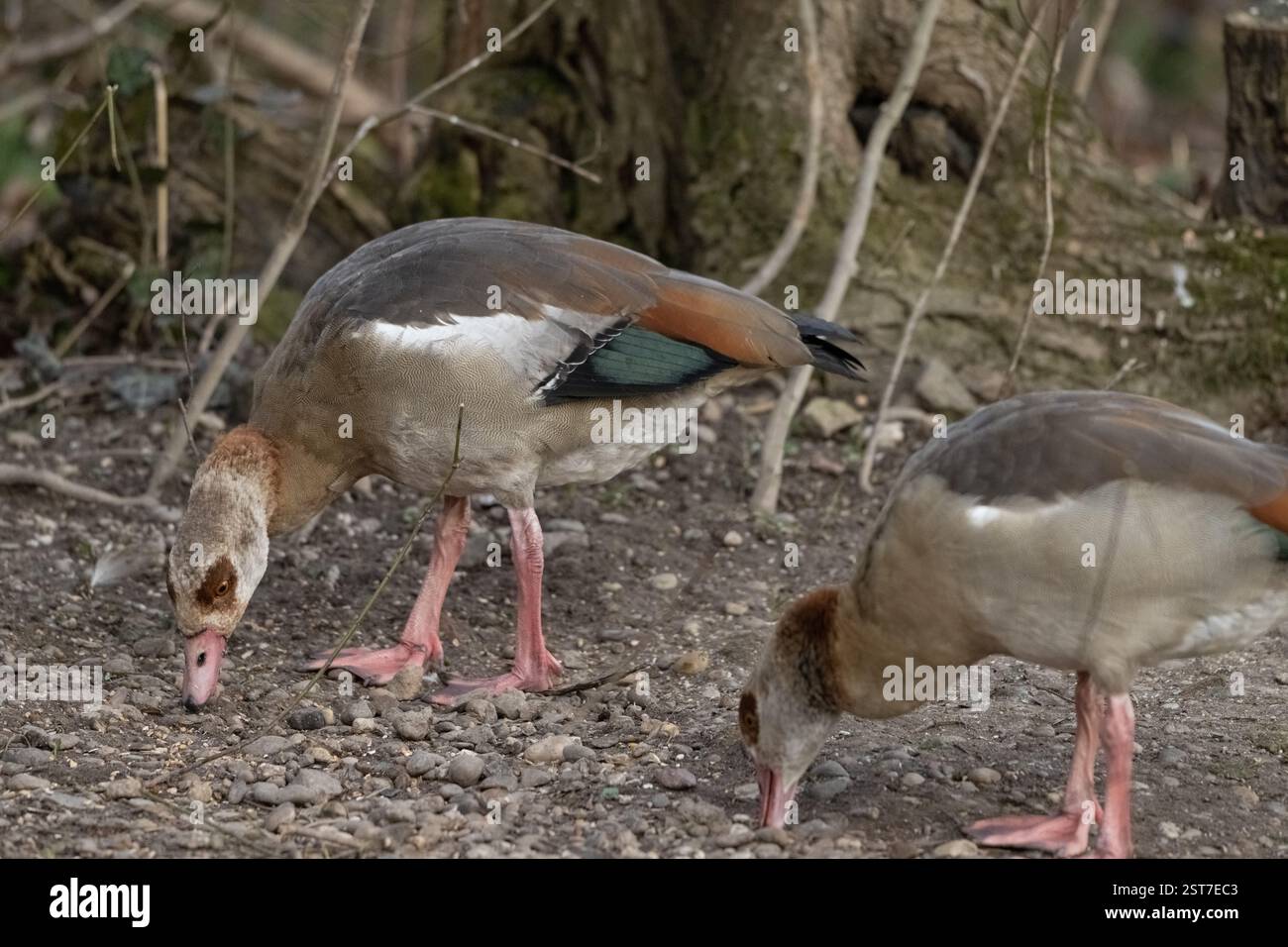 , Deutschland, Rheinland-Pfalz, Speyer, 17.02.2025,  Eine Nilgans mit markanter Gesichtszeichnung steht im Fokus, während weitere Gänse im Hintergrund Stock Photo
