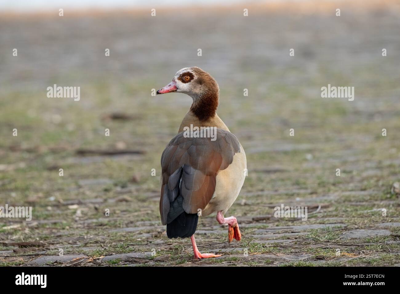 , Deutschland, Rheinland-Pfalz, Speyer, 17.02.2025,  Eine Nilgans mit markanter Gesichtszeichnung steht im Fokus, während weitere Gänse im Hintergrund Stock Photo
