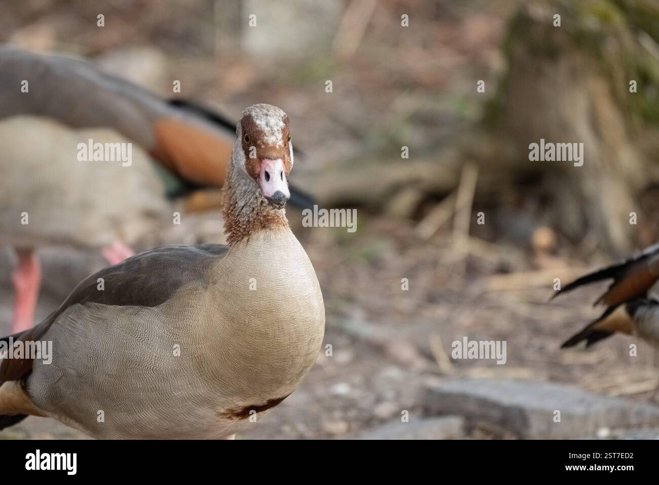 , Deutschland, Rheinland-Pfalz, Speyer, 17.02.2025,  Eine Nilgans mit markanter Gesichtszeichnung steht im Fokus, während weitere Gänse im Hintergrund Stock Photo