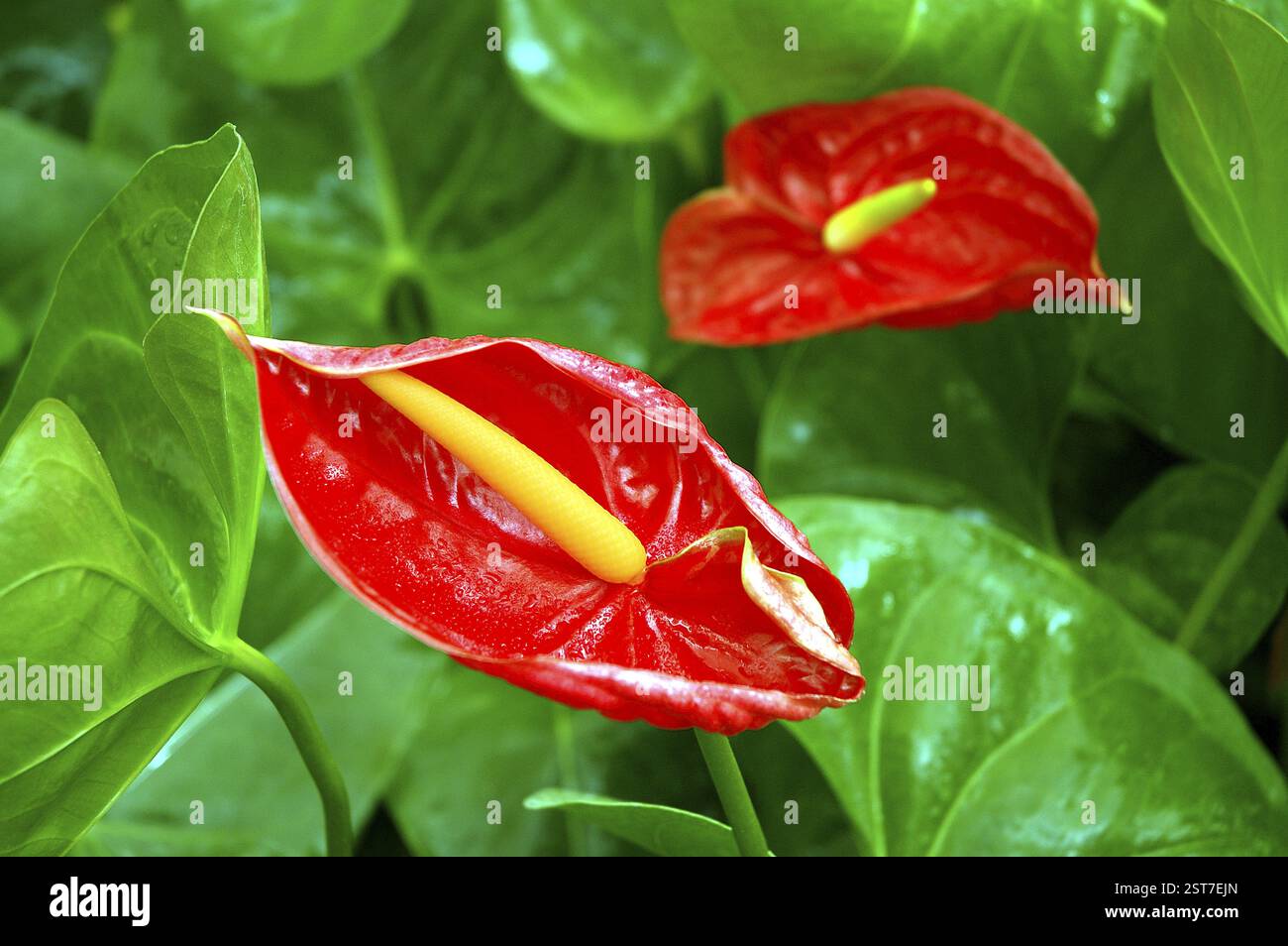 Two colors flower hi-res stock photography and images - Alamy