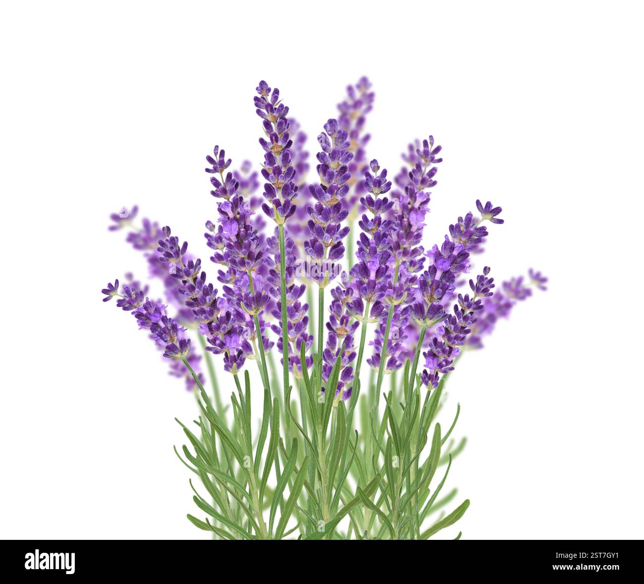 Purple lavender flowers bunch isolated cutout on white Stock Photo - Alamy