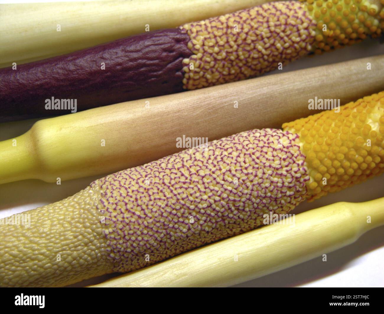 Shewale hi-res stock photography and images - Alamy