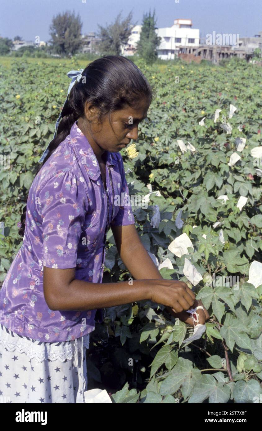 Indian cottons hi-res stock photography and images - Alamy