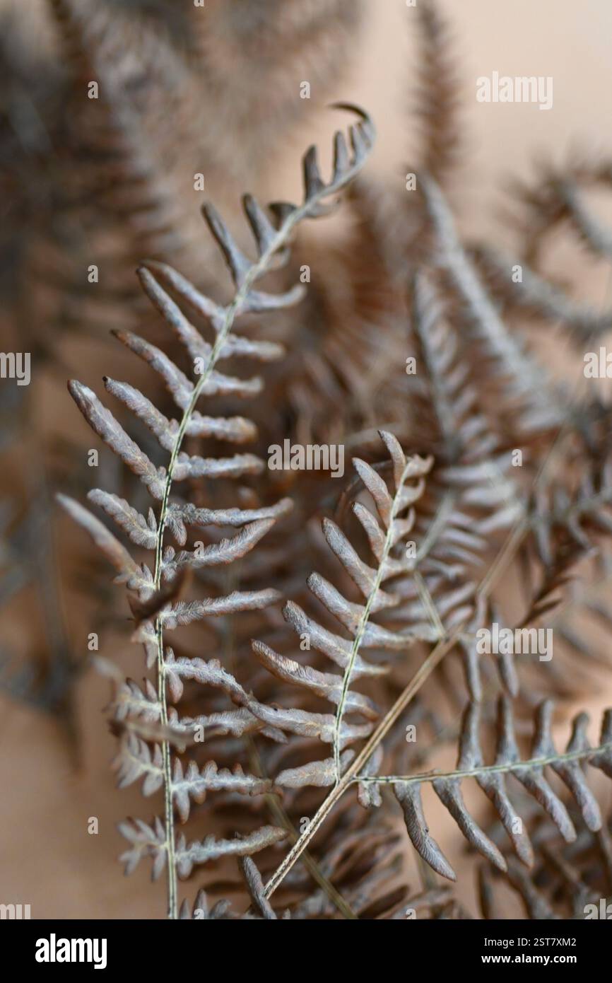 Dried fern plant hi-res stock photography and images - Alamy