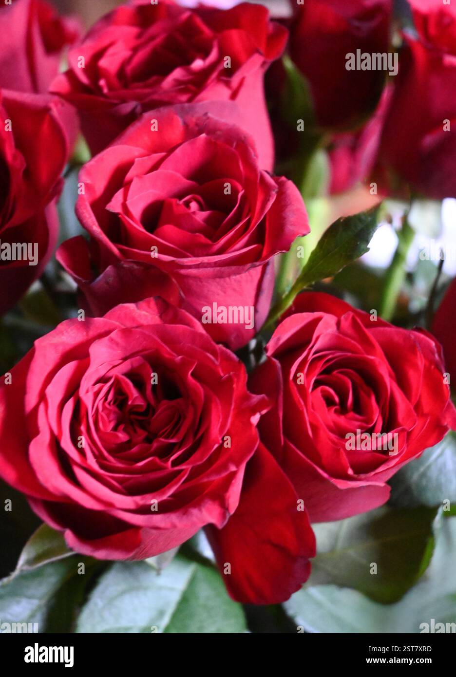 Red roses greetings hi-res stock photography and images - Alamy