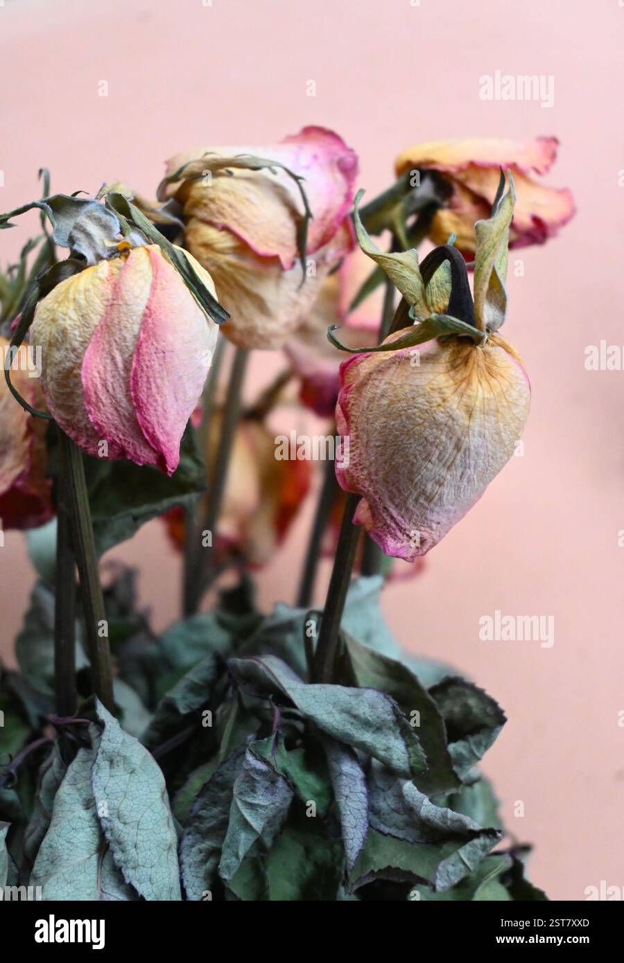 dried rose flowers Stock Photo - Alamy