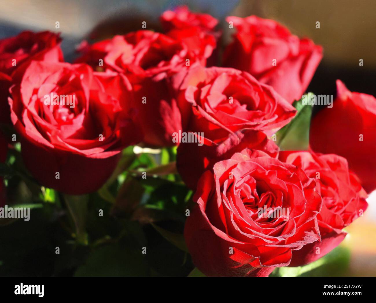 bouquet of red roses Stock Photo - Alamy