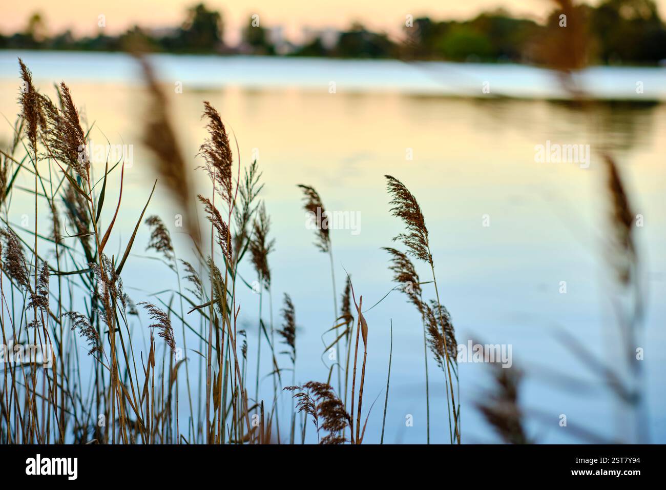 Common reeds swaying in the wind by a lake at sunset Stock Photo - Alamy