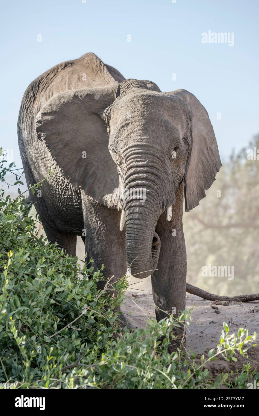 Adapted nature hi-res stock photography and images - Alamy