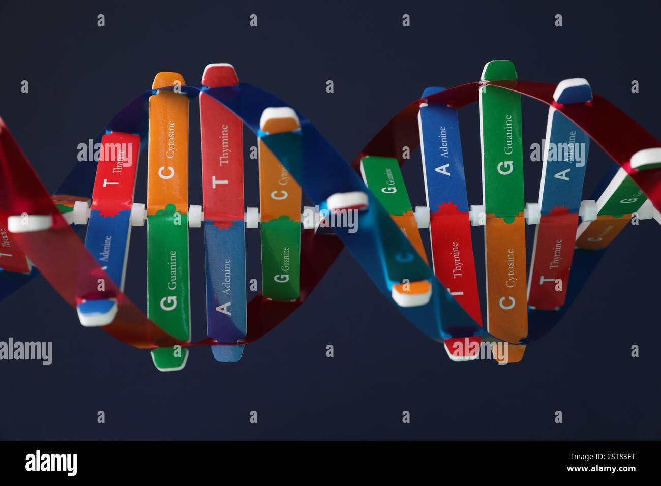DNA structure model on dark background, closeup Stock Photo