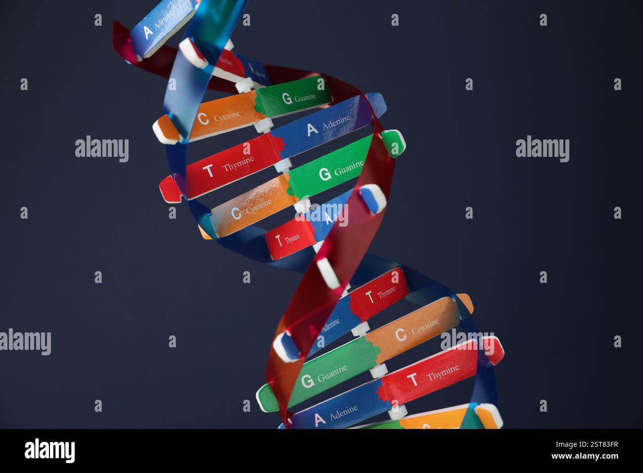 DNA structure model on dark background, closeup Stock Photo
