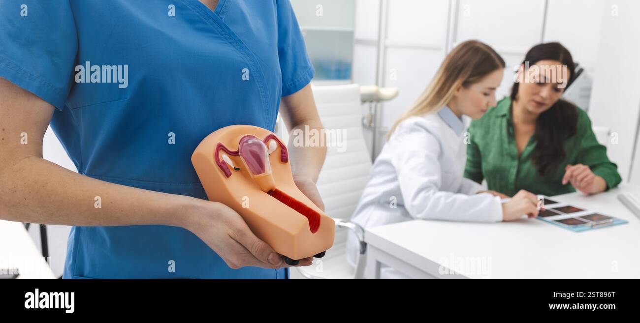 Female gynecologist demonstrates model reproductive hi-res stock ...