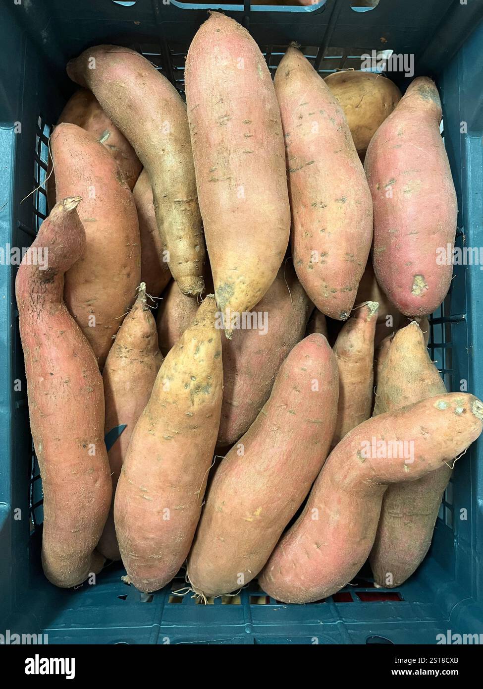 sweet potatoes, sweetpotato, plastic crate, vegetables, warehouse, agriculture, food supply, vegetable storage, distribution, supply chain - Smartphone Captured Stock Image