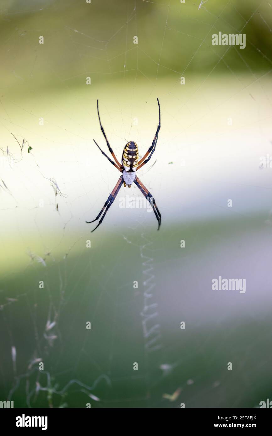 A yellow garden spider rests on its web Stock Photo - Alamy