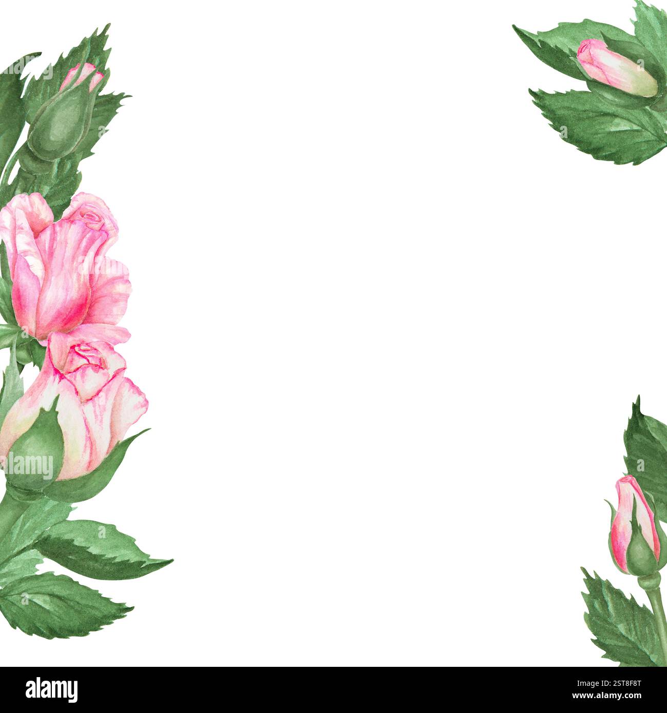 Hand-painted watercolor pink rose floral frame with green leaves on a ...