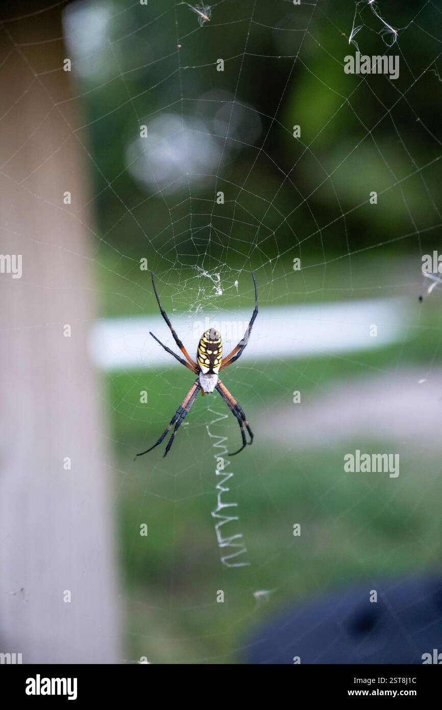 A yellow garden spider rests on its web Stock Photo - Alamy