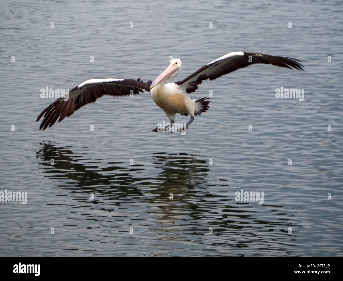 Bird, Pelican coming to land on the water on an odd angle, outstretched ...
