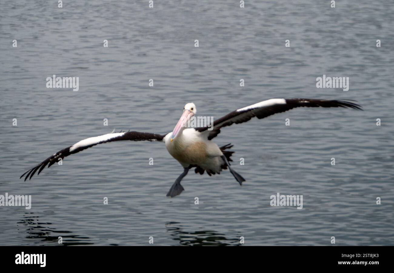 Bird, Pelican coming to land on the water on an odd angle, outstretched ...