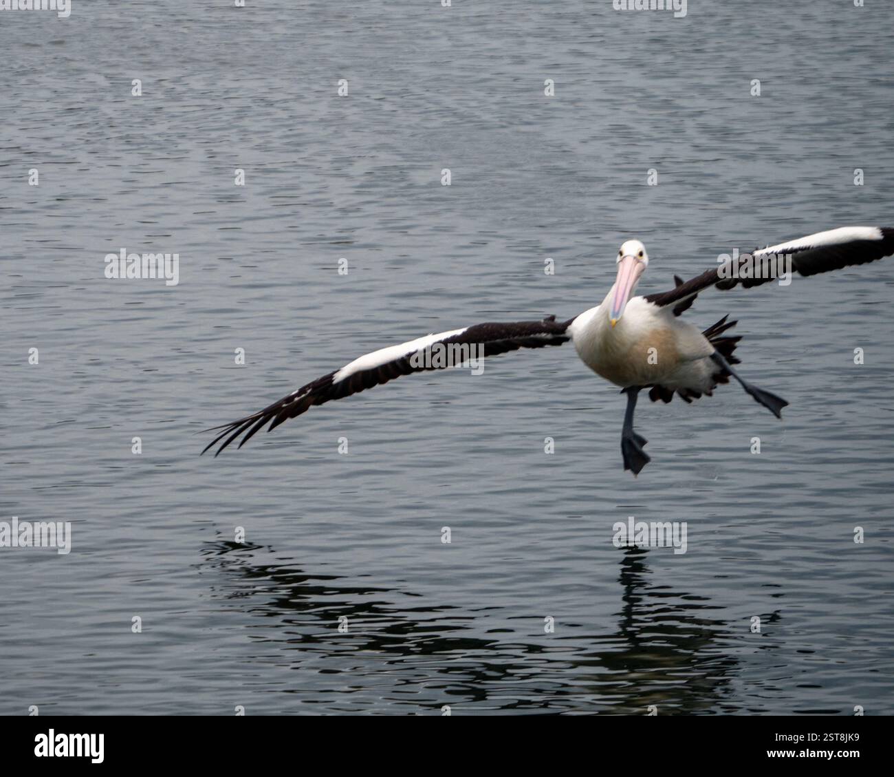 Bird, funny Pelican coming to land on the water on an odd angle ...