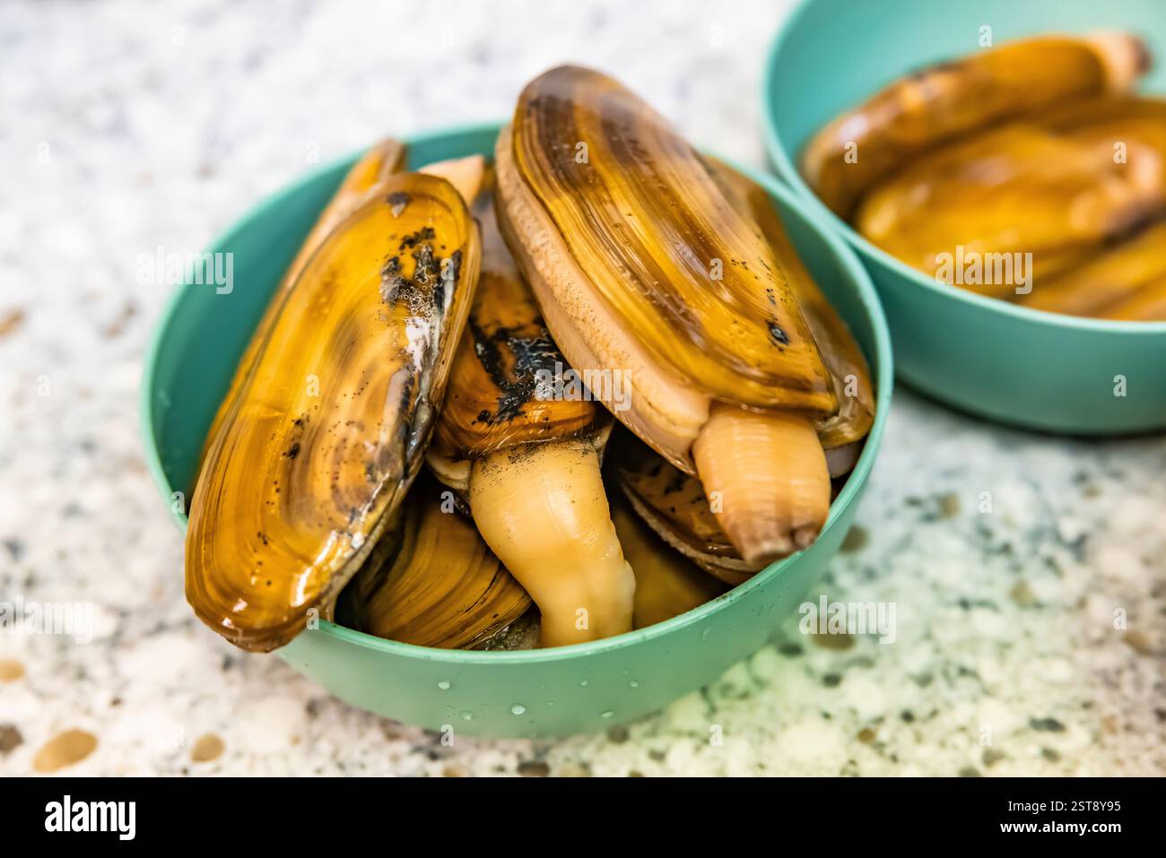 Pacific Razor Clams harvested on Mocrocks Beach, being cleaned and ...