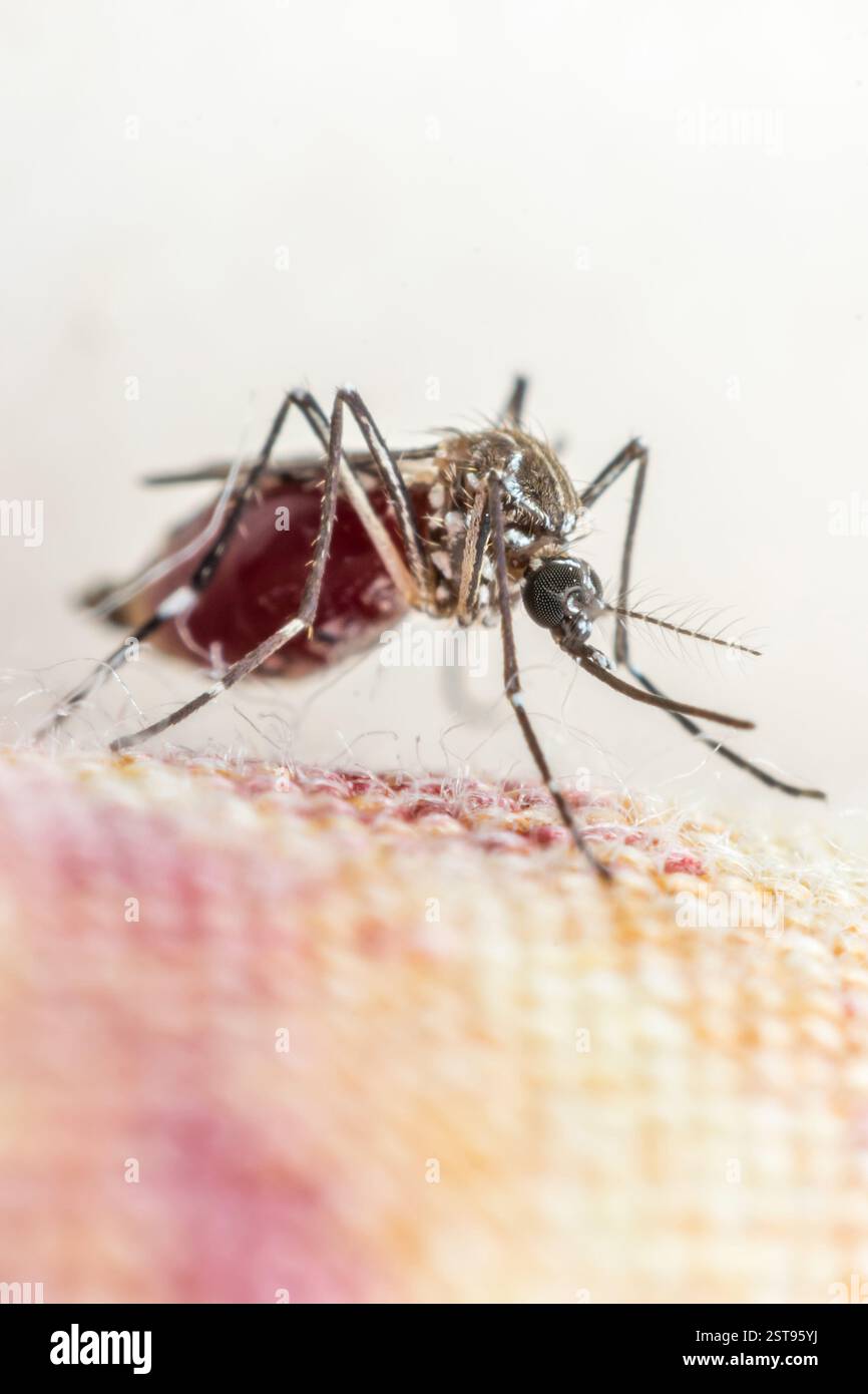 macro-of-mosquito-aedes-aegypti-sucking-blood-close-up-mosquito-is