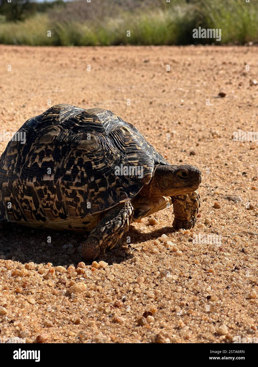 Leopard Tortoise (Stigmochelys pardalis) walking on Sandy terrain in Namibia under midday sun. - Smartphone Captured Stock Image