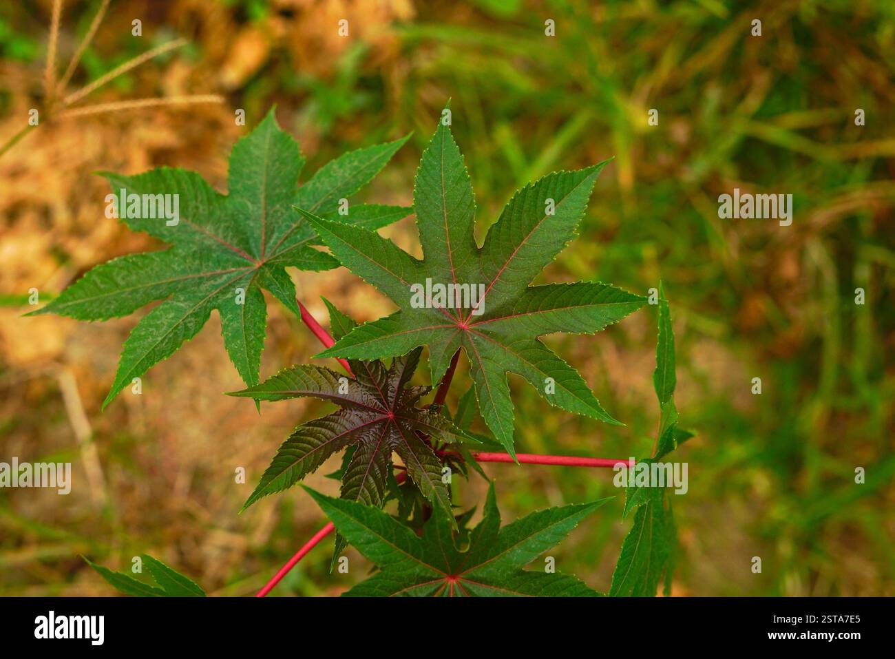 flax plant images Blue Flax – Sow Right Seeds main image 0