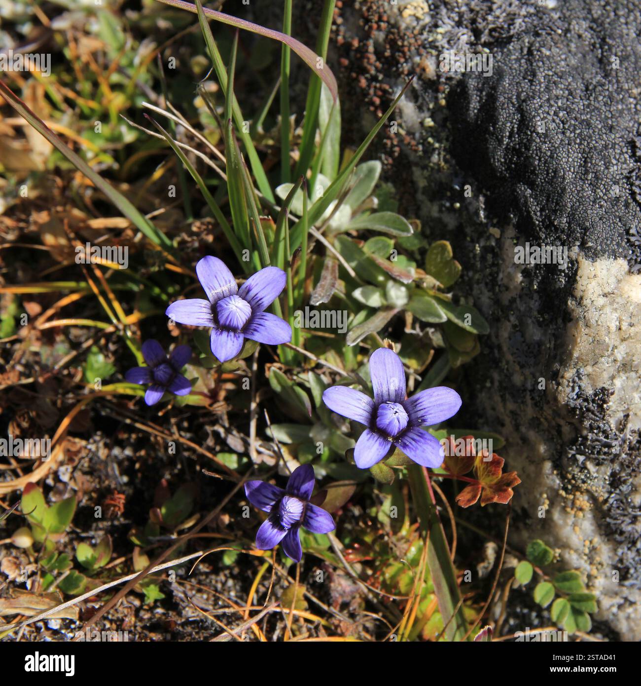 Himalayan wildflowers growing in Nepal Stock Photo - Alamy