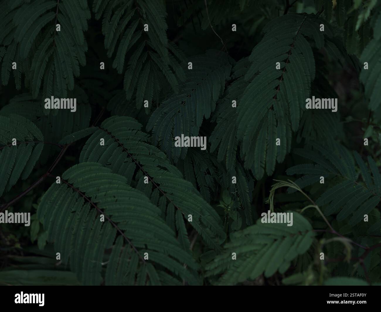 Dense jungle canopy hi-res stock photography and images - Alamy